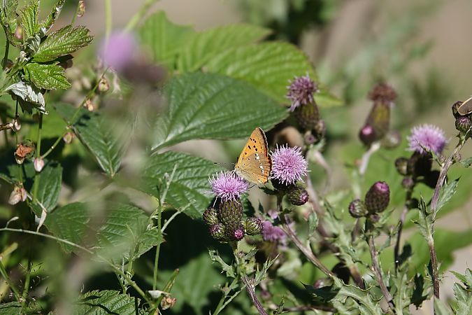 Lycaena virgaureae  - Massimo Maldifassi