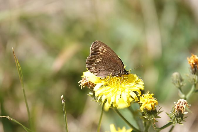 Erebia albergana  - Massimo Maldifassi