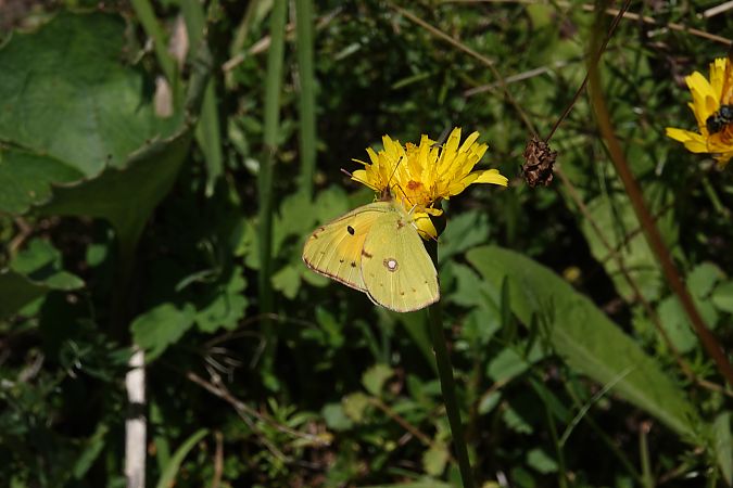 Colias crocea  - Massimo Maldifassi