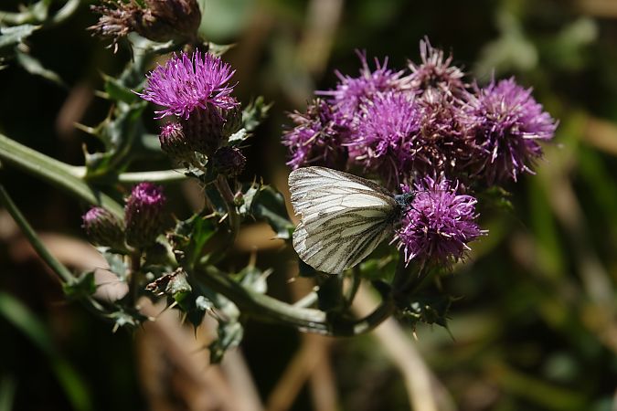 Pieris napi  - Massimo Maldifassi
