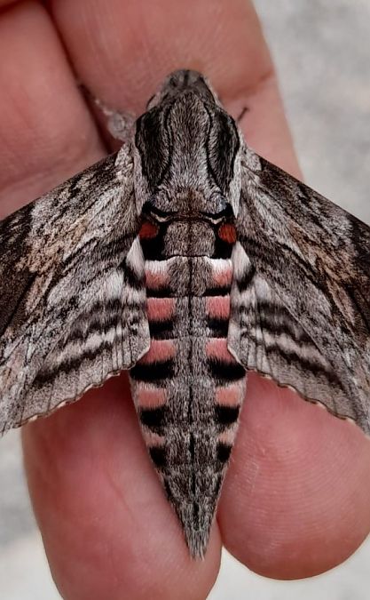 Heterocera sp.  - Michele Lamberti