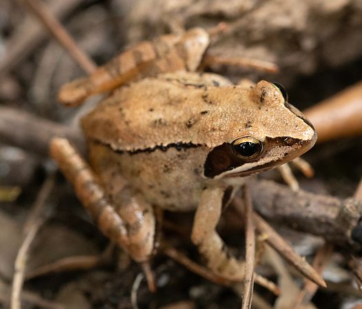 Rana dalmatina  - Paolo Zucca