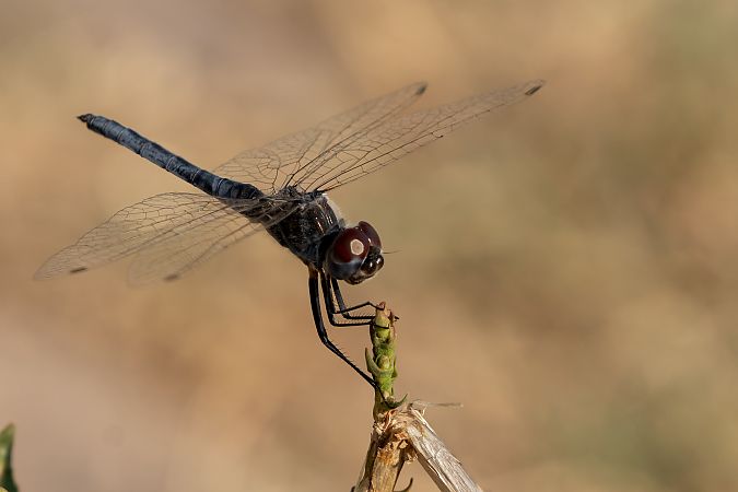 Selysiothemis nigra  - Lorenzo Dalla Libera