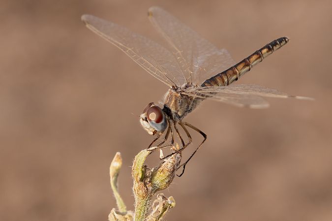 Selysiothemis nigra  - Lorenzo Dalla Libera