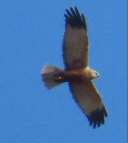 Falco di palude  - Annalisa Sutto