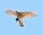 Sparviere (Accipiter nisus) © Werner Geiger