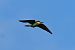 Gruccione (Merops apiaster) © Giuseppe Colombo
