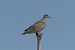 Tortora selvatica (Streptopelia turtur) © Giuseppe Colombo