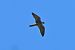Lodolaio (Falco subbuteo) © Giuseppe Colombo