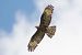 Falco pecchiaiolo (Pernis apivorus) © Giuseppe Nassi