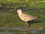 Piovanello comune (Calidris ferruginea) © Nicola Romeo Arena