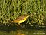 Cutrettola (Motacilla flava) © Nicola Romeo Arena