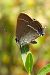 Satyrium spini © Claude Müller