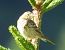 Pipit des arbres (Anthus trivialis) © Tiziana Ciaghi