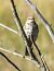 Tordela (Turdus viscivorus) © Tiziana Ciaghi