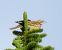 Prispolone (Anthus trivialis) © Tiziana Ciaghi