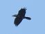 Corvo imperiale (Corvus corax) © Tiziana Ciaghi