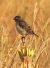 Stiaccino (Saxicola rubetra) © Tiziana Ciaghi