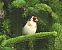 Cardellino (Carduelis carduelis) © Tiziana Ciaghi