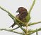 Crociere (Loxia curvirostra) © Tiziana Ciaghi