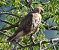 Poiana (Buteo buteo) © Tiziana Ciaghi