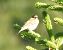Prispolone (Anthus trivialis) © Tiziana Ciaghi
