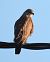 Poiana (Buteo buteo) © Tiziana Ciaghi