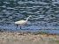 Garzetta (Egretta garzetta) © Roberto Brembilla