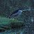 Bihoreau gris (Nycticorax nycticorax) © Simona Corbellini