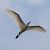 Héron garde-boeufs (Ardea ibis) © Simona Corbellini