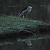 Nitticora (Nycticorax nycticorax) © Simona Corbellini