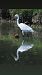 Garzetta (Egretta garzetta) © Simona Corbellini