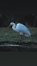 Airone bianco (Ardea alba) © Simona Corbellini