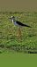 Cavaliere d'Italia (Himantopus himantopus) © Simona Corbellini