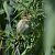 Cannareccione (Acrocephalus arundinaceus) © Simona Corbellini
