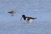 Beccaccia di mare (Haematopus ostralegus) © Maurizio Parenti