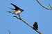 Rondine (Hirundo rustica) © Maurizio Parenti