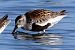 Piovanello pancianera (Calidris alpina) © Maurizio Parenti