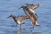 Piovanello comune (Calidris ferruginea) © Maurizio Parenti