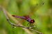 Trithemis annulata © Davide Troise