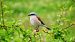 Averla piccola (Lanius collurio) © Flavia Righetti