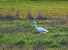 Airone bianco (Ardea alba) © Flavia Righetti