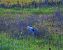 Airone cenerino (Ardea cinerea) © Flavia Righetti