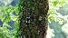 Picchio rosso maggiore (Dendrocopos major) © Flavia Righetti