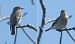 Gobemouche noir (Ficedula hypoleuca) © Giovanni Fontana