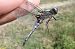 Libellula fulva © Fausto Leandri