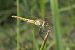 Sympetrum fonscolombei © Fausto Leandri
