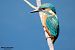 Martin pescatore (Alcedo atthis) © Paolo Deimichei