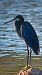 Aigrette des récifs  - Gianni Ginesi