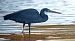 Aigrette des récifs  - Gianni Ginesi